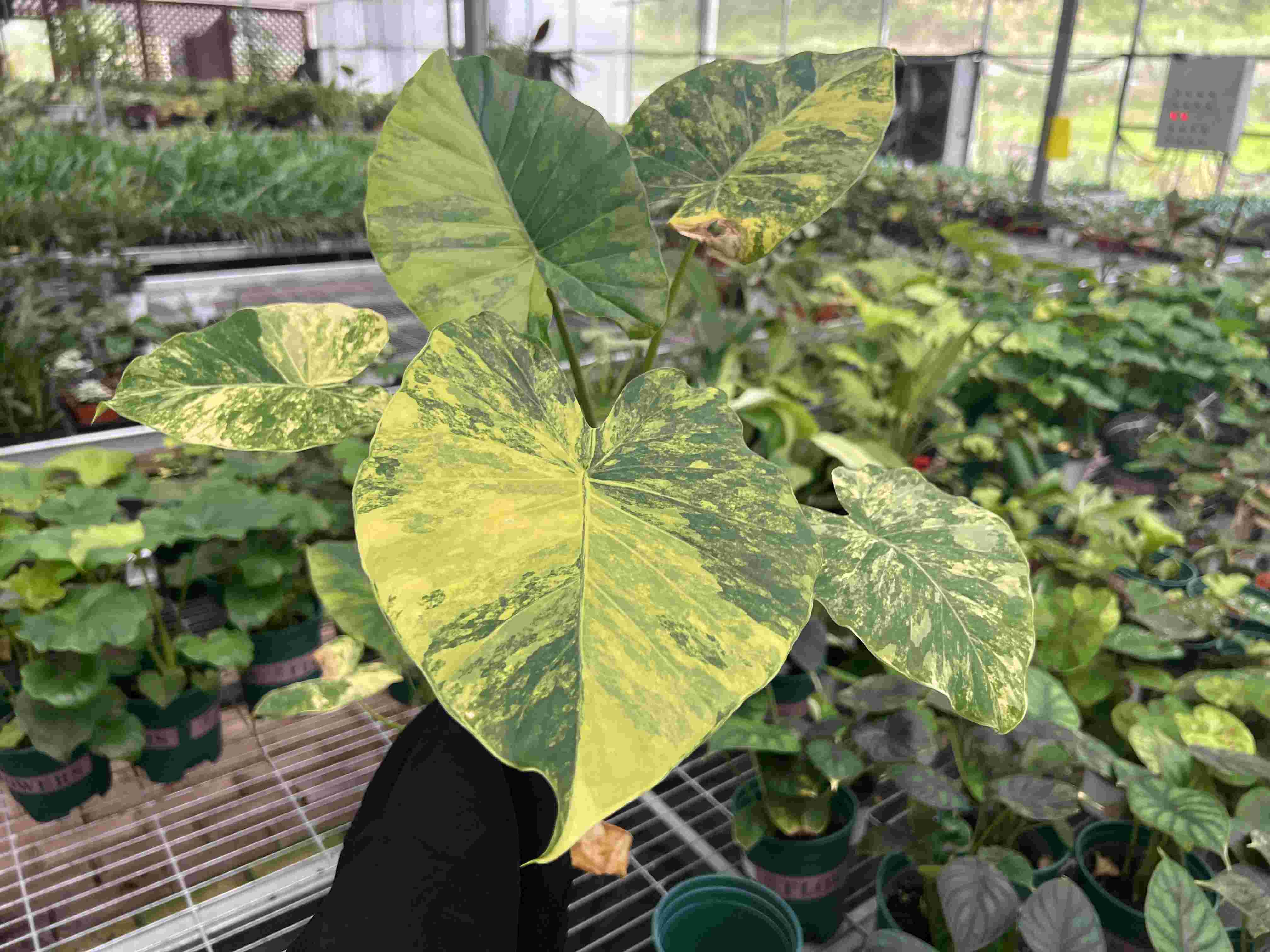 Laboratory Capacity Is Not Delivery Capacity: Why Plant Production Must Be Planned Backward from the Final Product